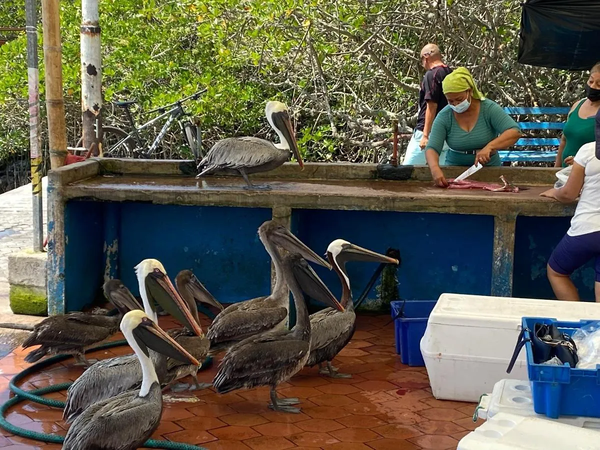 La Peregrina Galapagos B&B 阿约拉港 2*,